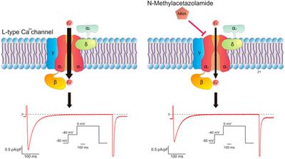 Is N-methylacetazolamide a possible new therapy against ischemia-reperfusion injury?